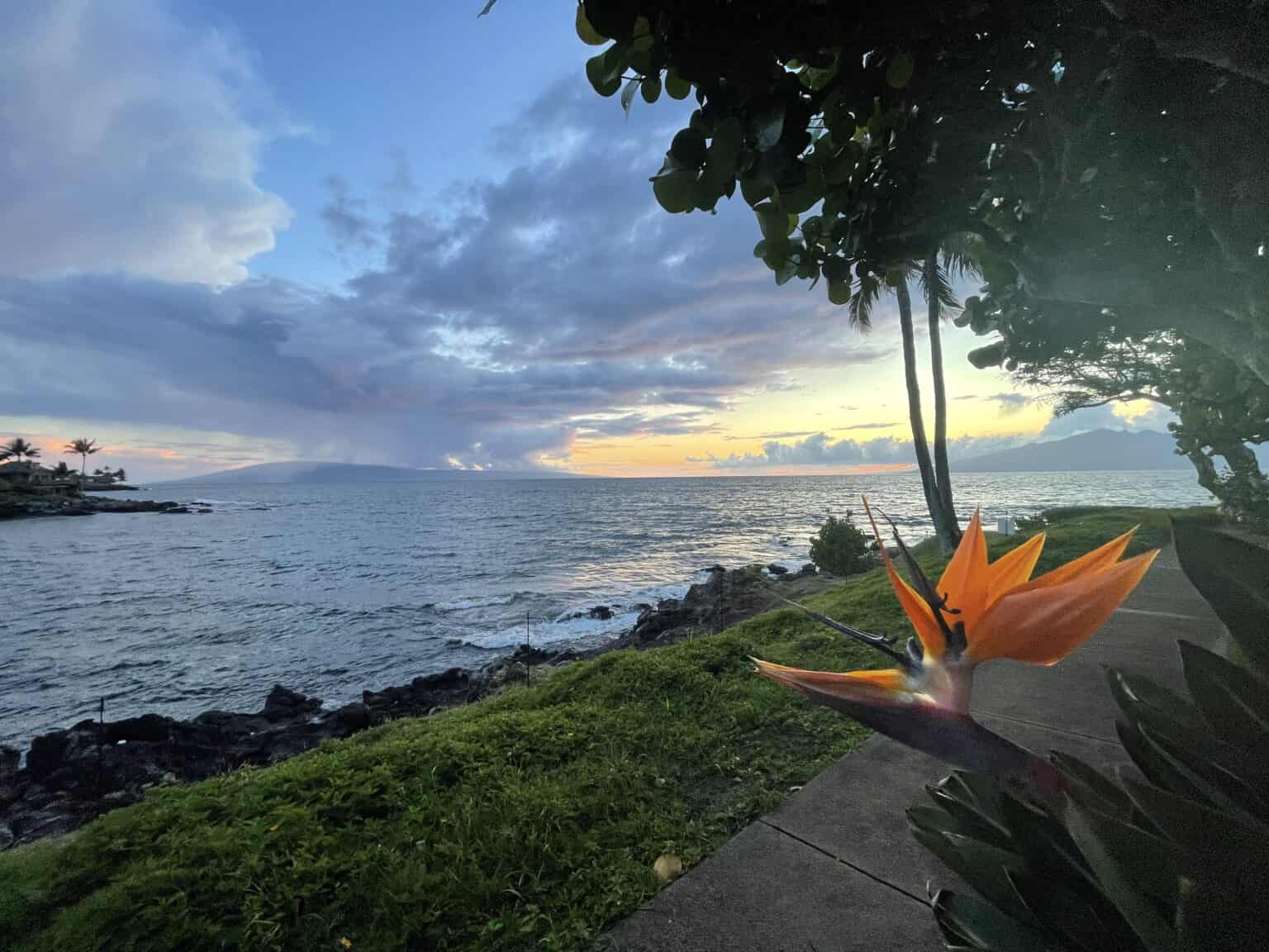 A bird of paradise flower along the walk way in front of the Napili Point Resort